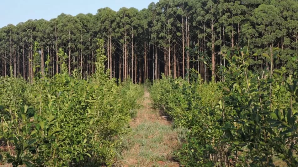 Manejo responsable de bosques