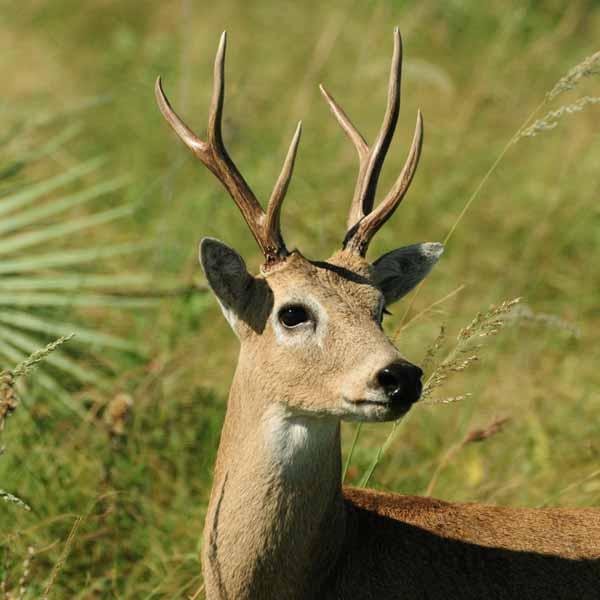 Venado de las Pampas