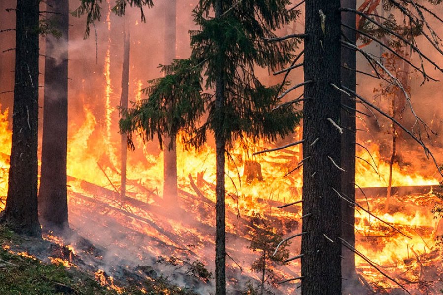 Capacitación a trabajadores forestales