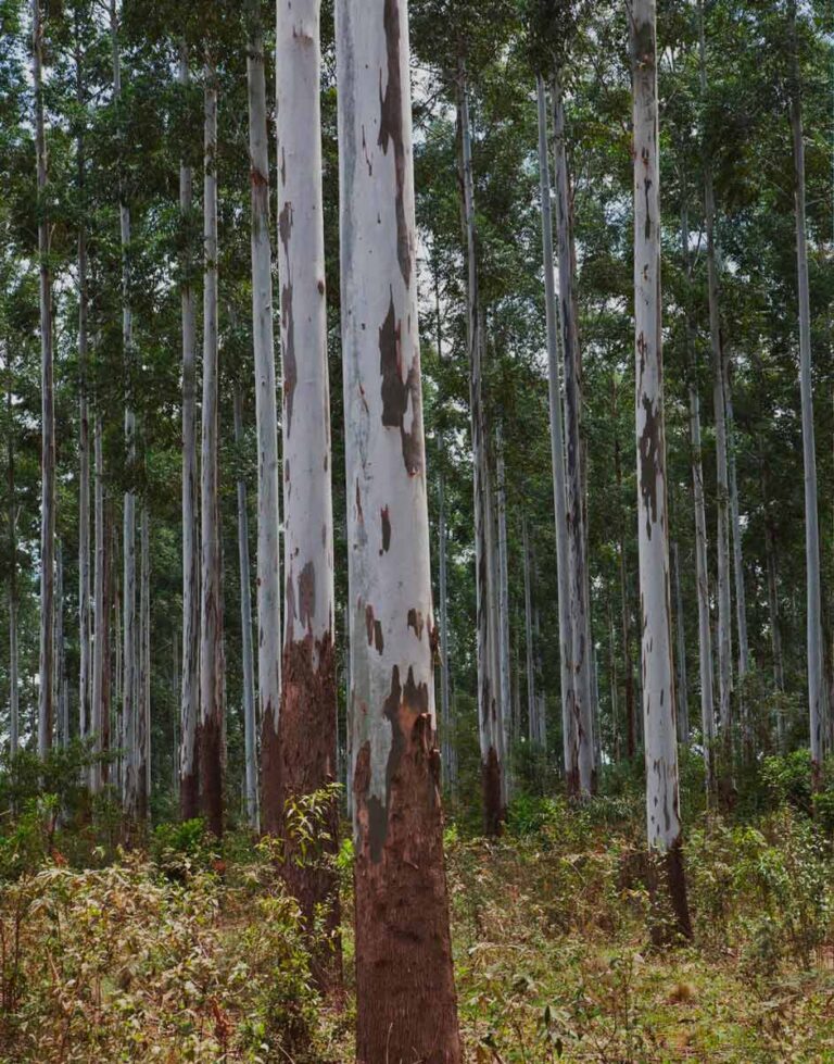 Bosque