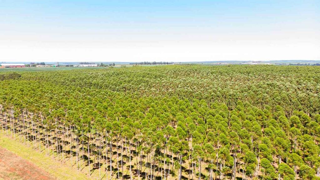 Plantaciones Pomera